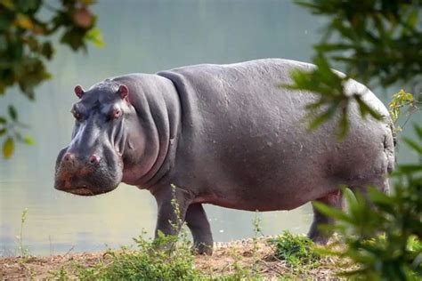 chubby animals|11 of the MOST Chubby Animals on the Planet .